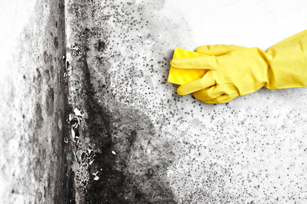 Best Residential Mold Remediation in Mount Healthy Heights, OH