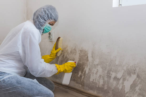 Best White Mold Remediation in Mount Healthy Heights, OH