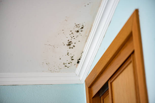 Best Insurance-Related Mold Remediation in Mount Healthy Heights, OH
