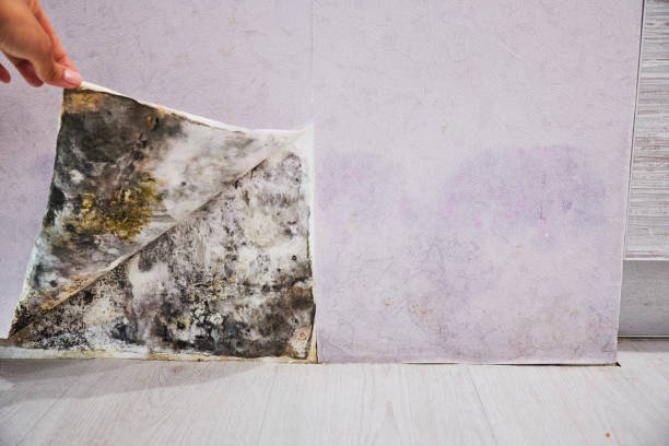 Best Basement Mold Remediation in Mount Healthy Heights, OH